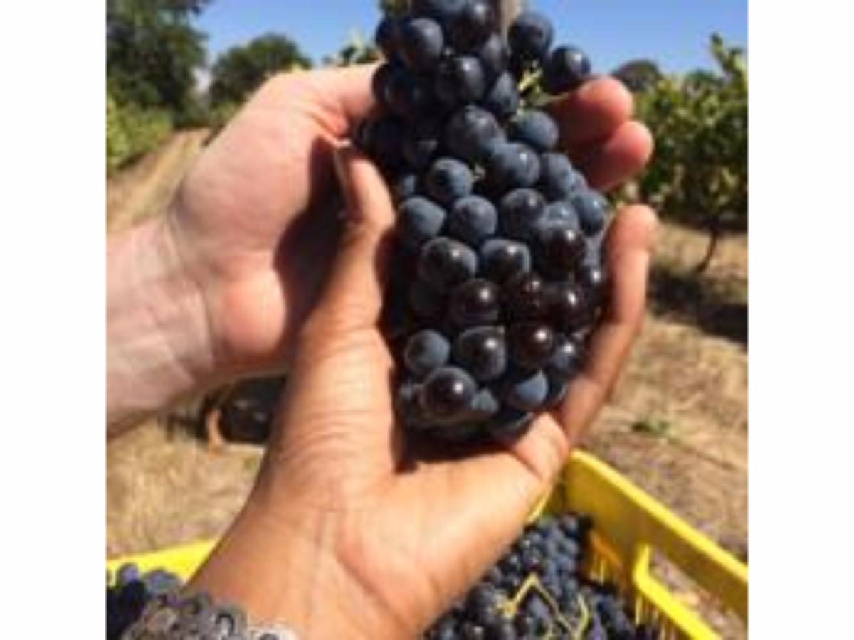Fraaigelegen Farm - Home Of Adhara Evoo Tulbagh Exterior foto