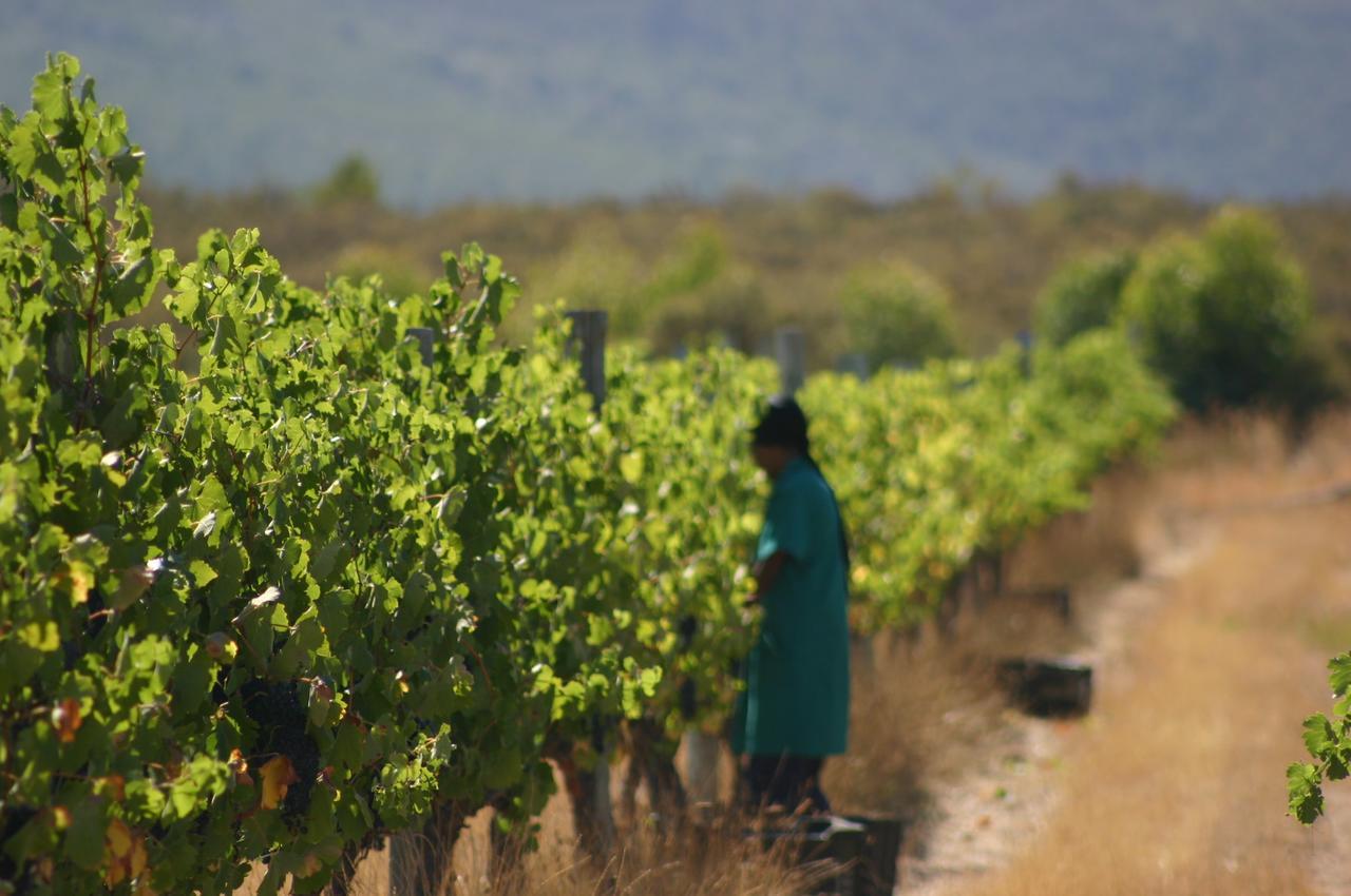 Fraaigelegen Farm - Home Of Adhara Evoo Tulbagh Exterior foto