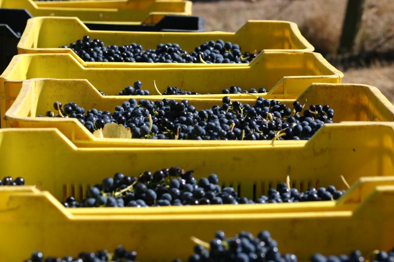 Fraaigelegen Farm - Home Of Adhara Evoo Tulbagh Exterior foto